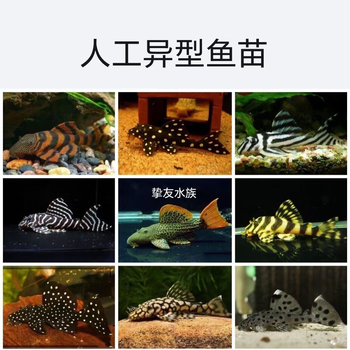 异形鱼-异形鱼促销价格、异形鱼品牌- 淘宝