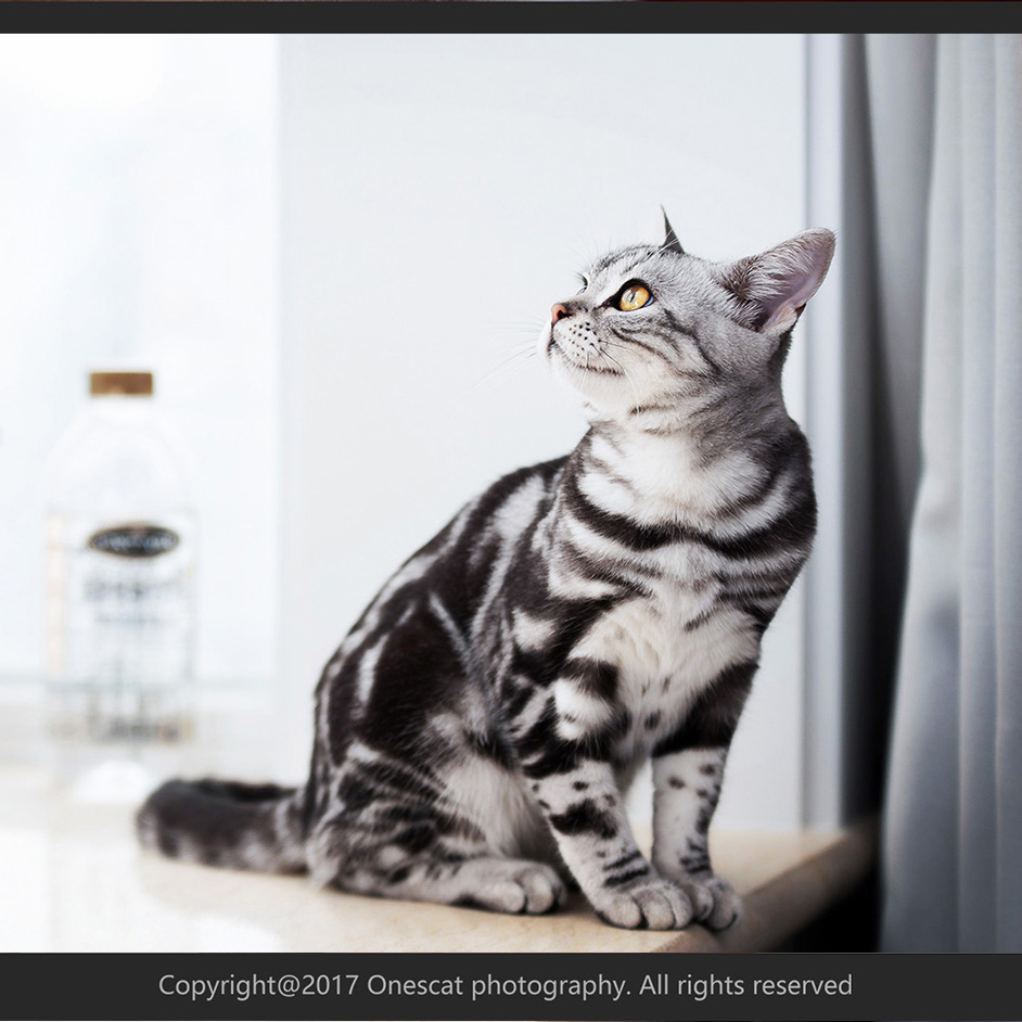 (Meatball cat)Beijing professional pet photography door-to-door shooting high-end customization-Cat private photo A file