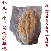 Ordovician trilobite fossils Crown worms Zhangs wolf finfish insect natural paleontological fossil specimen 7777
