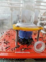 Water feeder Ant and insect feeder Built-in water feeder Large capacity