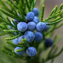 Imported juniper essential oil unilateral pure essential oil 5ml-28 yuan 20ml-75 yuan