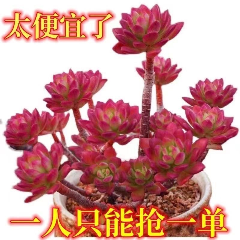 老桩多肉植物-老桩多肉植物促销价格、老桩多肉植物品牌- 淘宝