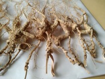 More than 15 years old Forest Ginseng Forest Seed Ginseng Wild Seed Mountain Ginseng Multi-pack