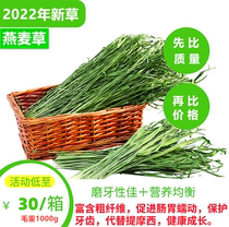 2022 2022 green oatmeal wheat straw homemade Australian wheat pasta rabbit dragon cat guinea pig hair weight 1kg can replace Timothy dried grass