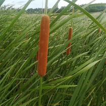 12 cattail sticks cattail grass water candles real flowers dried flowers dried branches dried grass flower arrangement decoration photography props