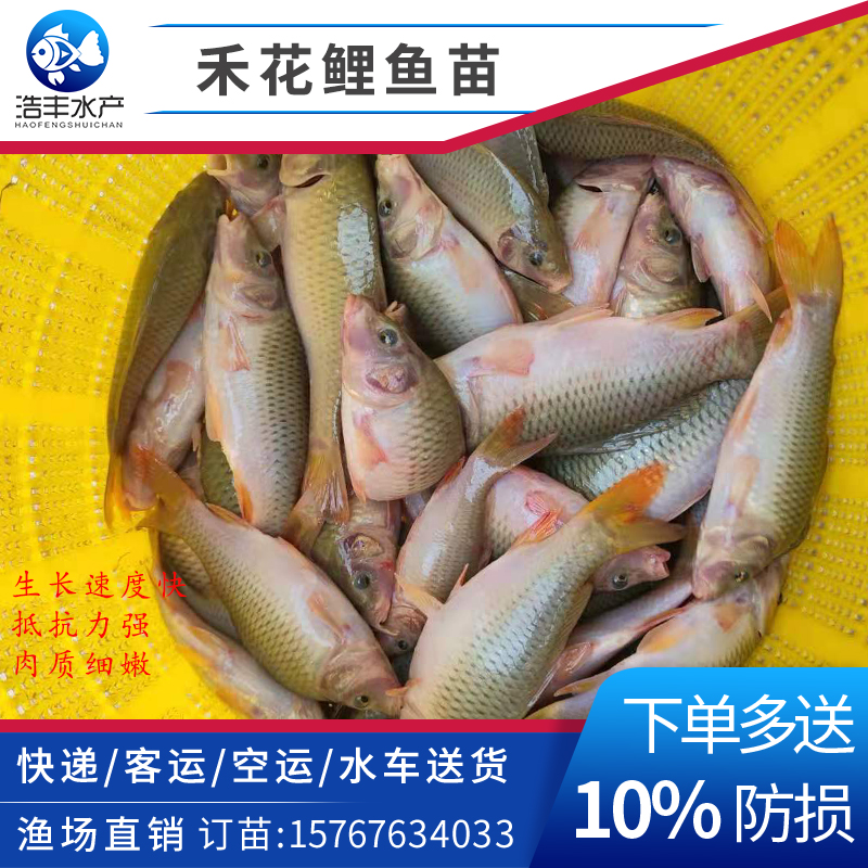 Selected Hehua carp seedlings Rice field fish Lotus carp live freshwater culture Release fry black carp live