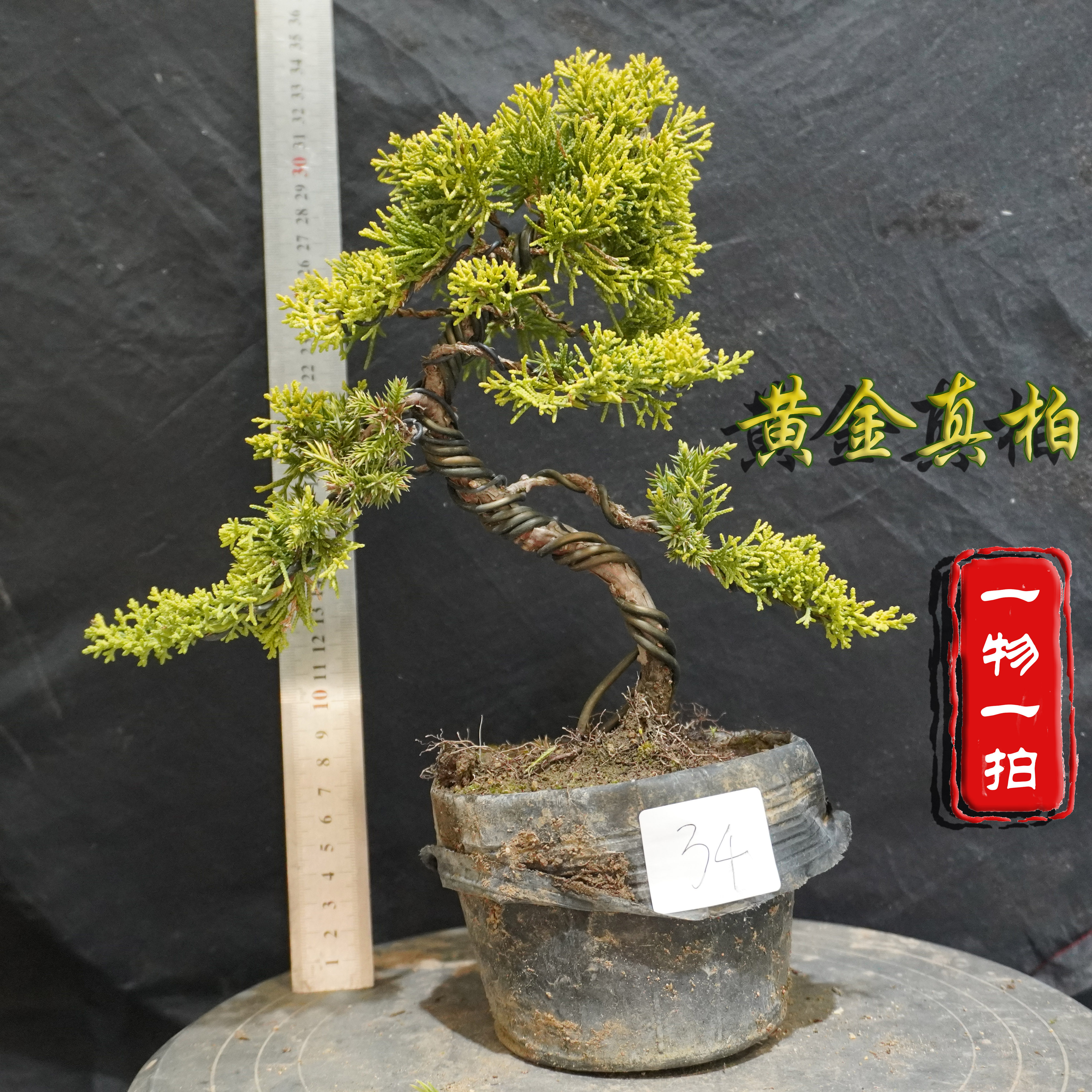 O1CN01gkON3w1Wy6D2CRVyF_!!