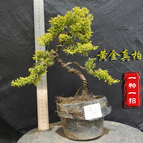 黄金真柏精选和黄金真柏品牌价格与图片-淘宝商品网