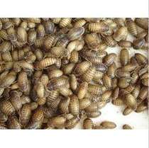 Dubiya reptile feed crawling pet food mane lion ration bulk seedlings 1cm single shot not hair