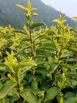 Purchase a small amount of tea to make up the link