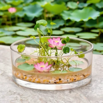 大型荷花种植缸-大型荷花种植缸促销价格、大型荷花种植缸品牌- 淘宝
