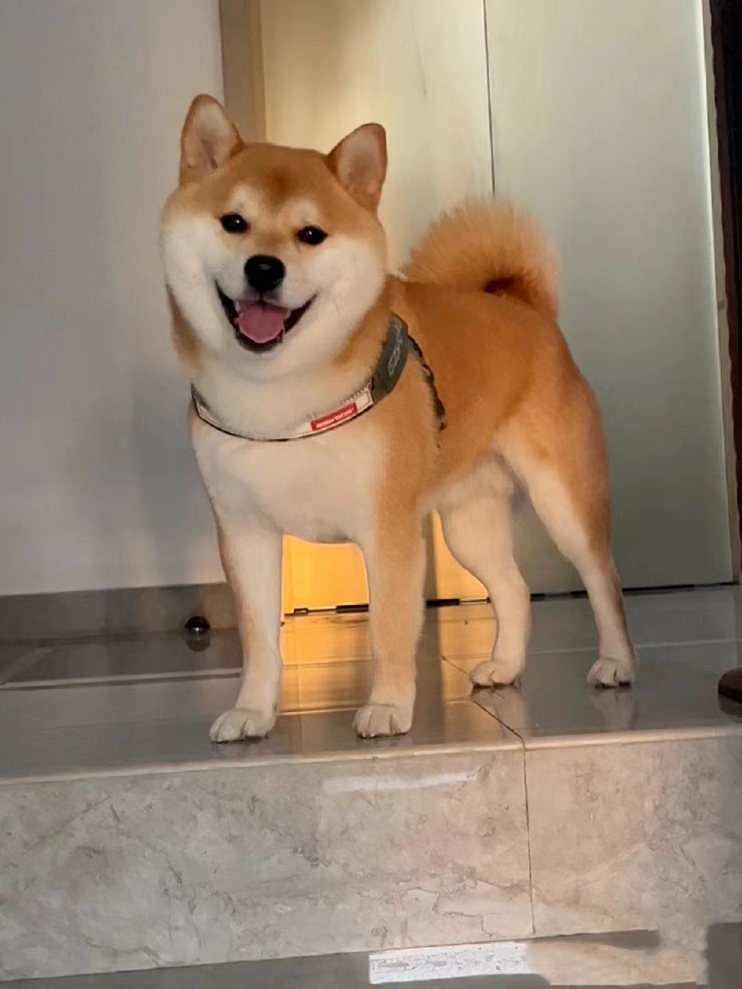 🐾宠物比赛之星| 日本豆柴犬🐾-宠物-淘宝好物网