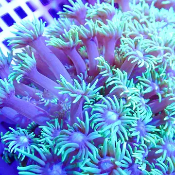 宝石花珊瑚-宝石花珊瑚促销价格、宝石花珊瑚品牌- 淘宝