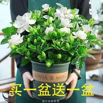 Gardenia