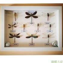 Dragonfly insect specimens 10 kinds of dragonfly bean Niang specimens Dragonfly specimen box collection display school specimens