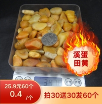  Huayu Lou@Shoushan Shitian Huangkeng Xitian seed material Xitian egg Xitian raw stone 30 free 30 rounds 60 packs express delivery
