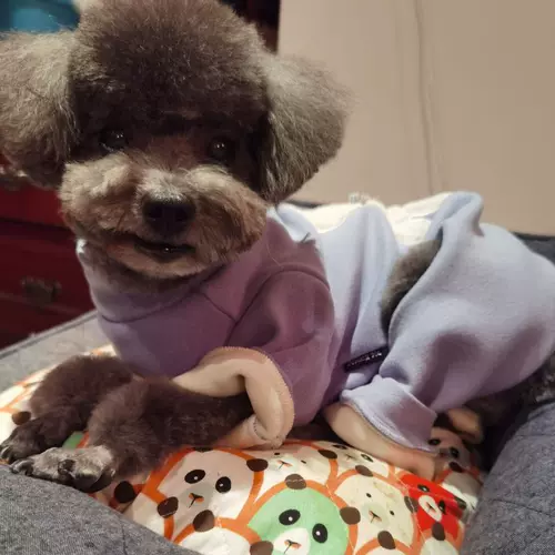 Live Links Links ~ High -Fend Brand Pet Clothing, популярная тенденция собачьей принадлежности