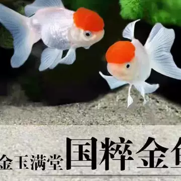 丹顶红狮子头-丹顶红狮子头促销价格、丹顶红狮子头品牌- 淘宝