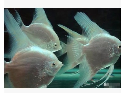 白神仙鱼(淡水鱼苗宠物鱼观赏鱼热带鱼大小金鱼缸水族用品