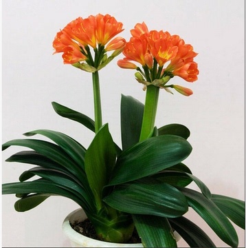 兰花苗 观赏植物绿植 花卉 鲜花盆栽盆景 大君子花苗 君子兰种子