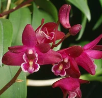 Orchid-yanglan-Dendrobium Австралийский дендробиум-ден. Специо-кокинх сильный