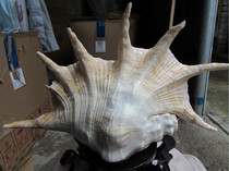 Natural conch shell super large seven-pointed snail shell shell collection home fish tank decoration wedding decoration ornaments gift