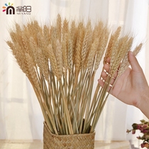 (Mi Yang)Natural ears of wheat air-dried flowers real bouquet opening barley living room bedroom decoration gift props Wheat