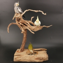 Factory root brush holder solid wood Parrot Bird Station frame Xuanfeng peony branches large medium and small station bird training platform